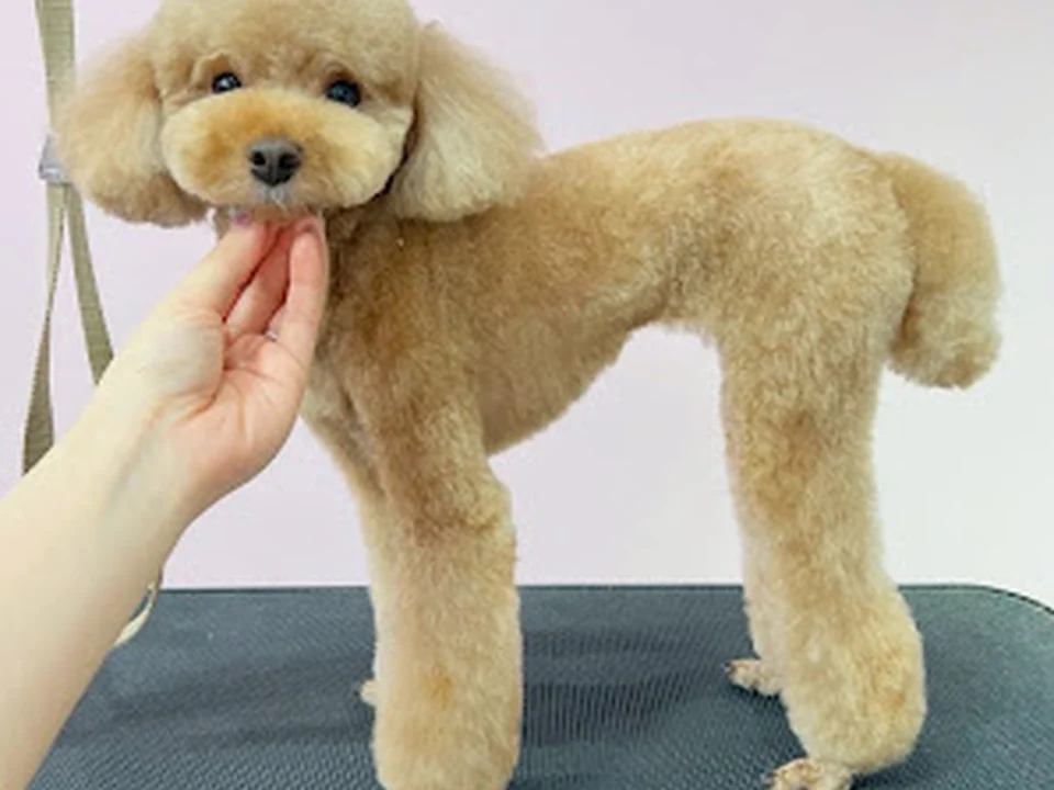 犬の総合施設BLISS total dog salon福島本店
