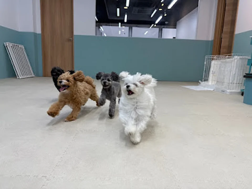 犬の幼稚園 bonne puppy 心斎橋店