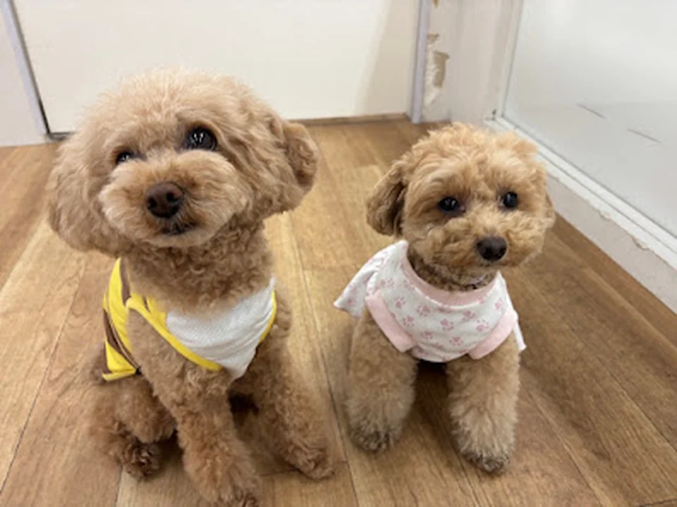 犬の幼稚園 bonne puppy 森ノ宮店