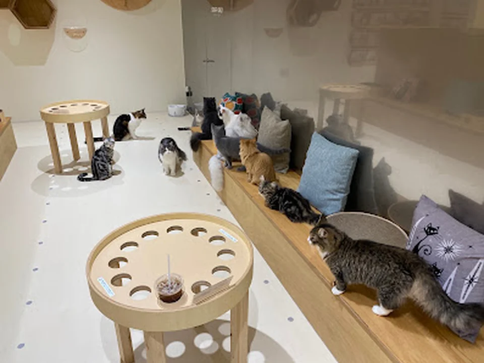 Cat Café MOFF 天王寺ミオ店
