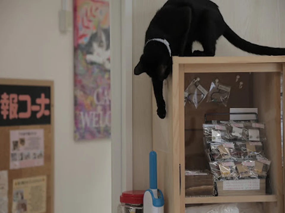 保護ねこ施設 CATS WELCARE キャッツウェルケア ドーム前店