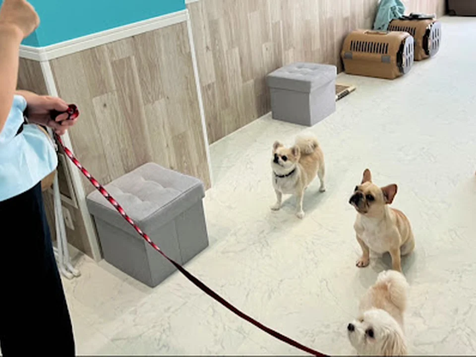 DogHotel＆School＆Salon HATTIE MOON（旧：PETCARE&HOTEL犬の幼稚園-ulu-ウル桜川店）