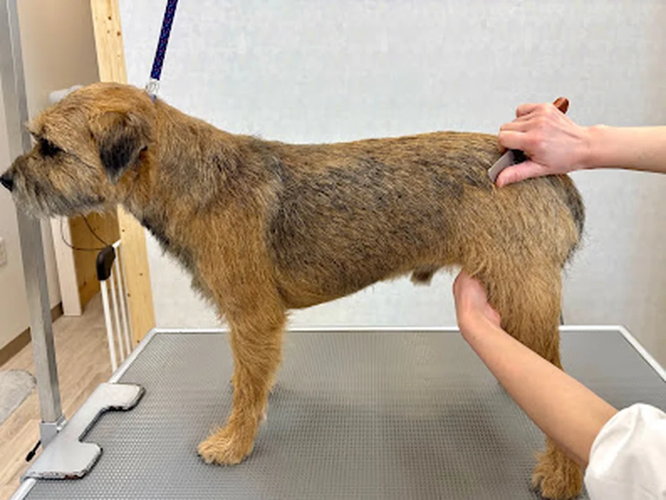 Dogsalon Köta(ドッグサロン コタ)