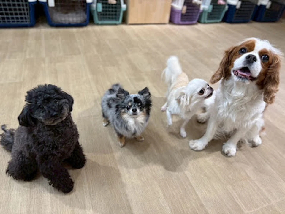DogSalon MonaMago（モナマゴ｜犬の保育園・ドッグホテル）