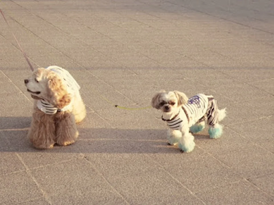 DogSalonTiara (ドッグサロン ティアラ)