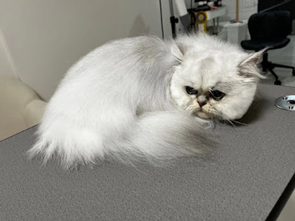 猫専門サロン Ele-Nyan-S
