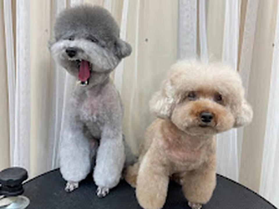 韓国テディ発祥のトリミングサロン Felicita