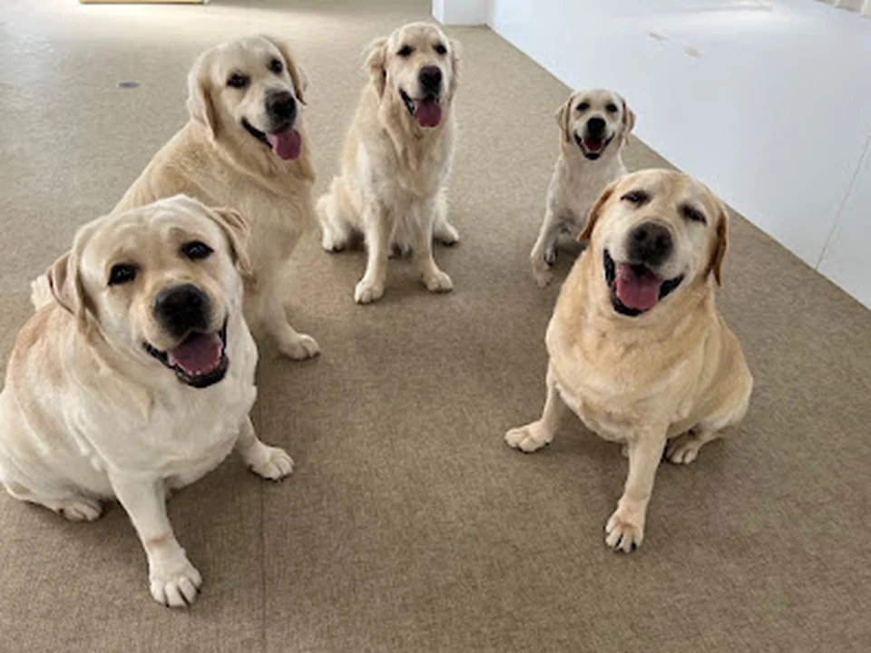Hey!Dogs!!