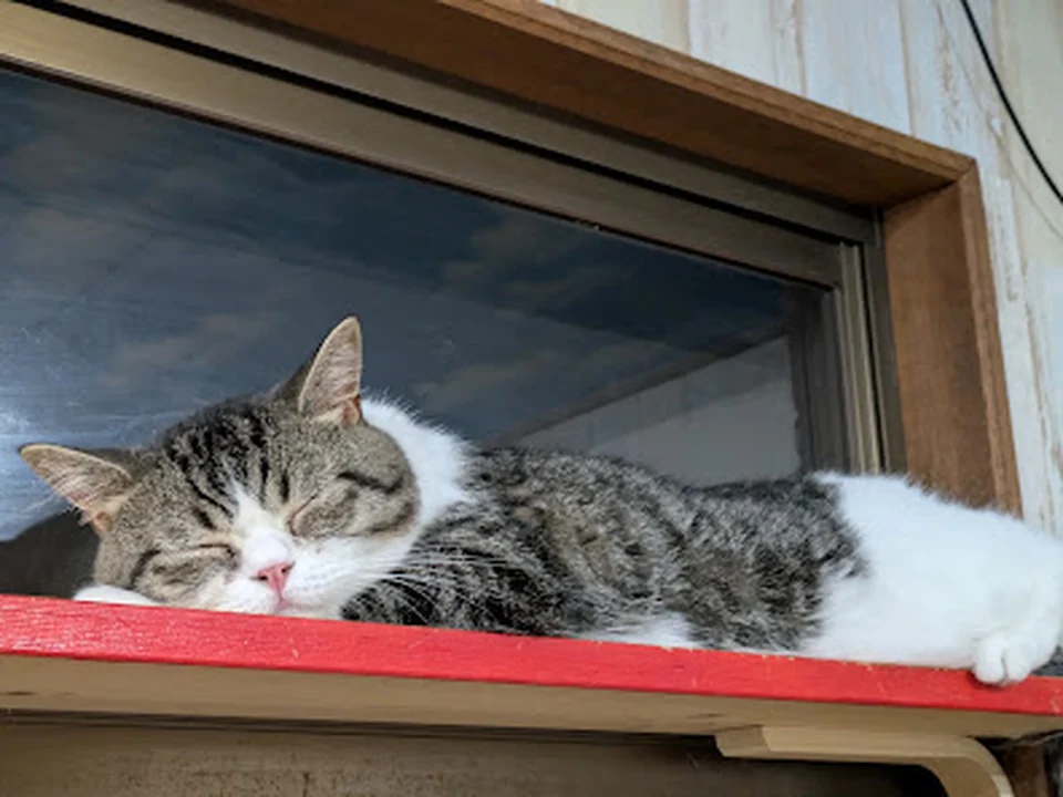 Japan cat service FUN FUN