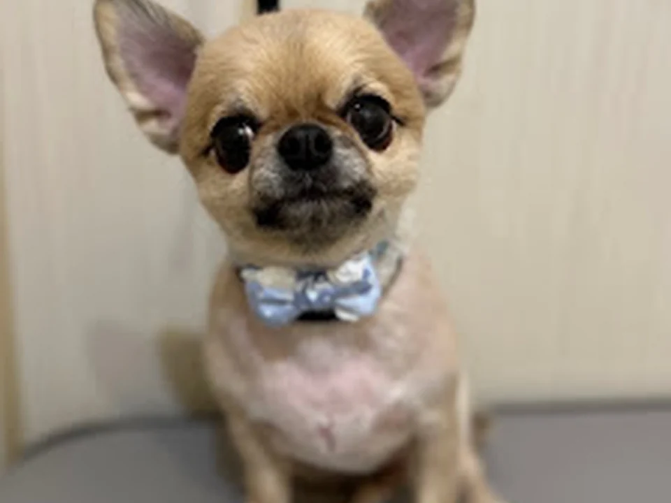 犬が好き 南住吉店