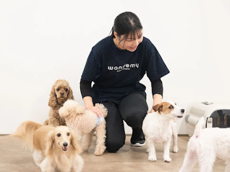 ワンデミー上本町校(犬の幼稚園・ドッグスクール)