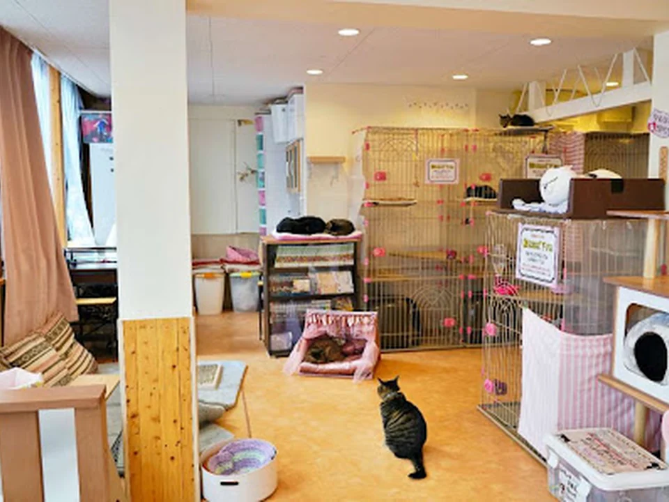 Foto de 大阪難波 保護猫カフェ 猫の恵庭