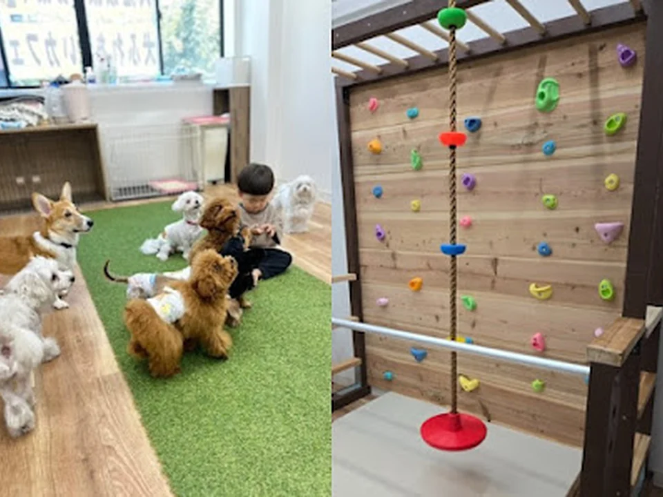 ［ドルボム］犬ふれあいカフェ上本町