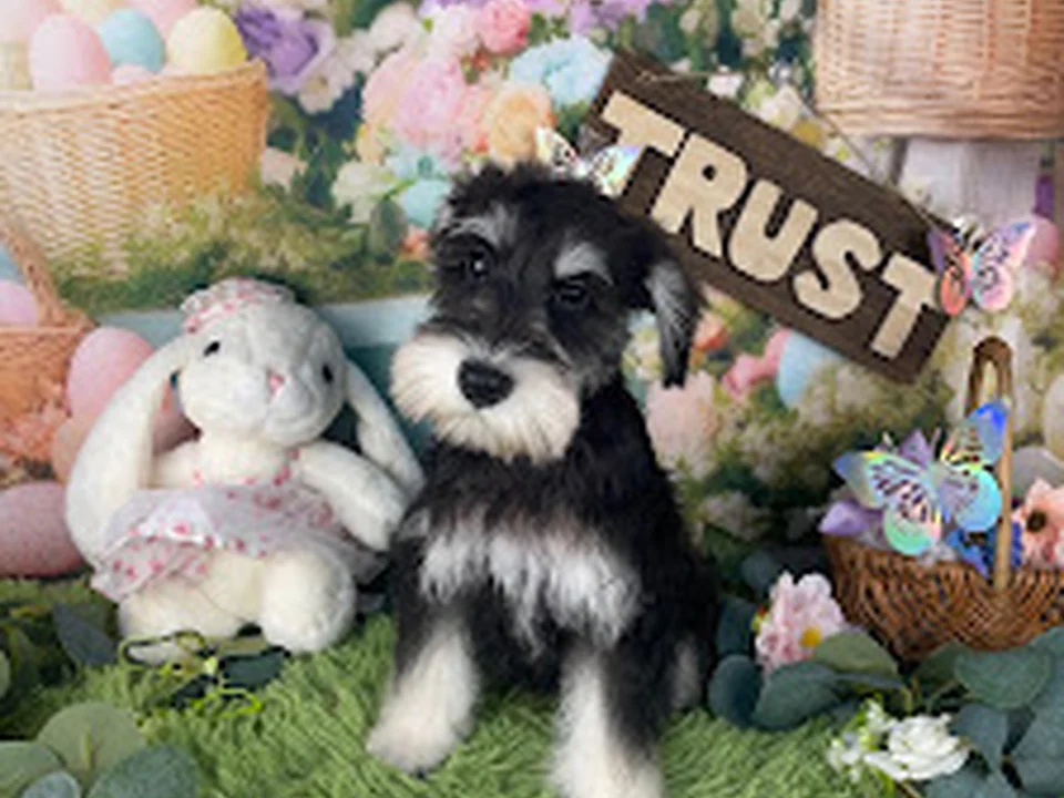 Foto de pet salon TRUST ペットサロントラスト