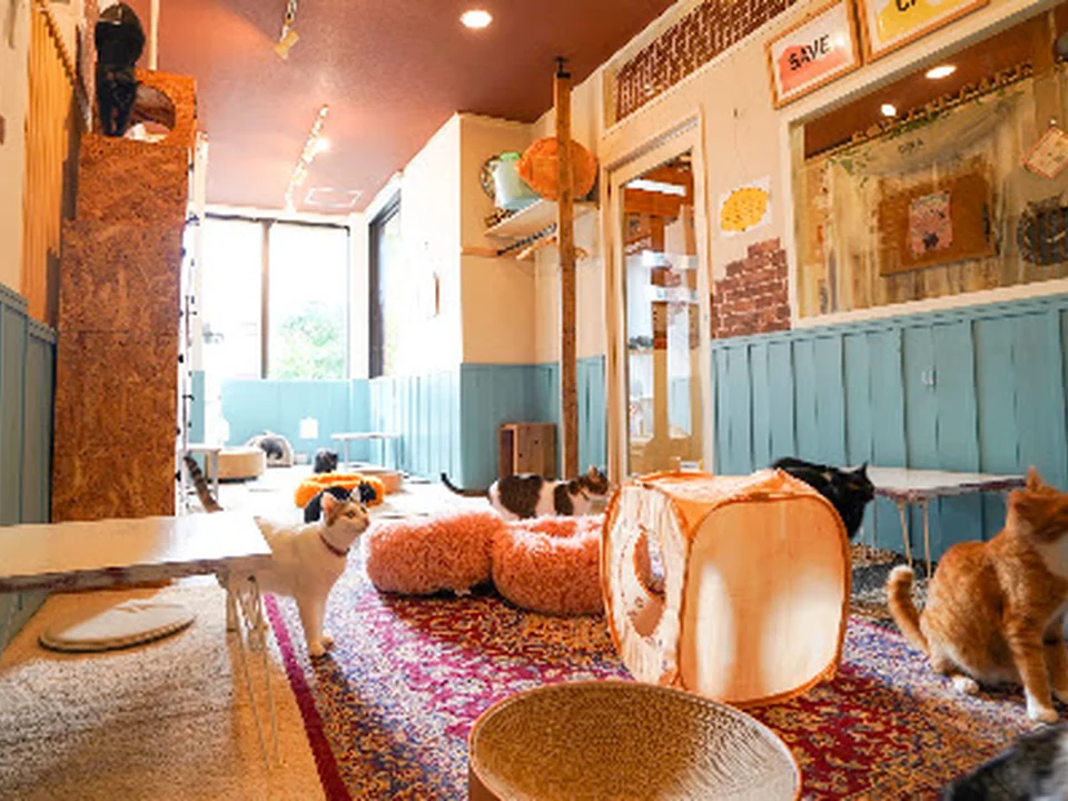 SAVE CAT CAFE