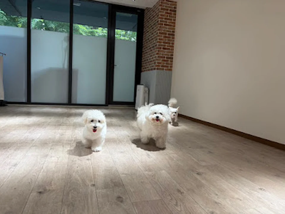 School of DOG 大阪靭公園店