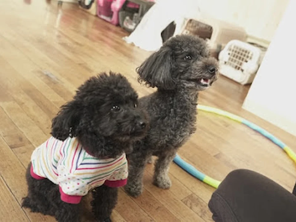 怖がり犬専門のsmart-dog