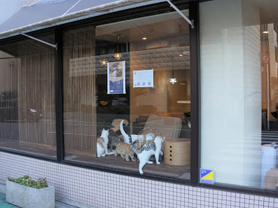 猫カフェ 三日月, 大阪